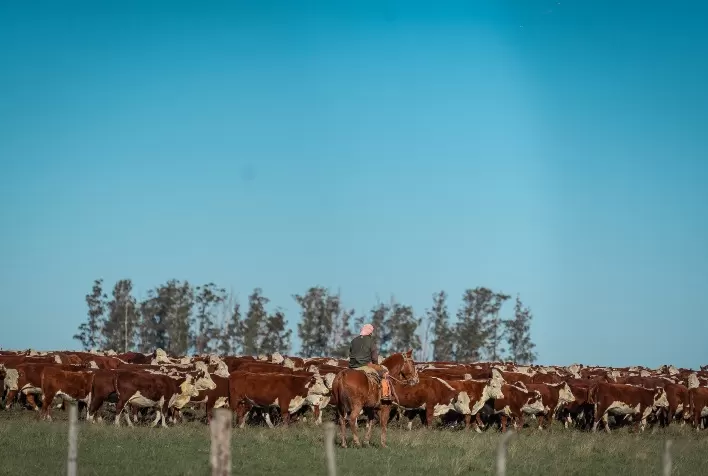 ABHB estreia na Abertura da Colheita do Arroz com foco em integração entre pecuária e agricultura