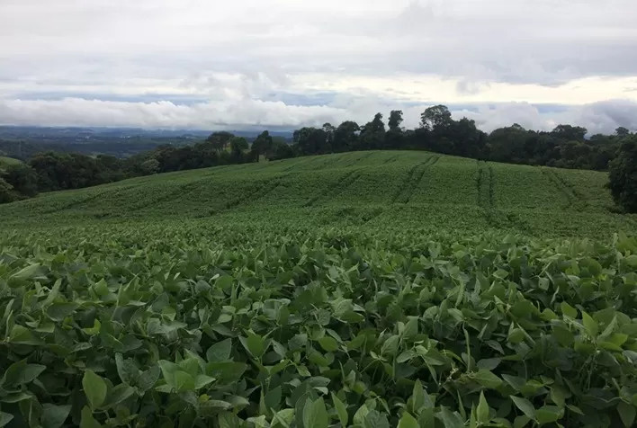 Área de soja em Santa Catarina recua 1,64% com migração para milho e tabaco