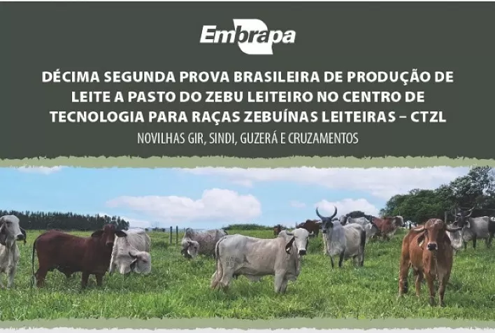 Prova Nacional de Leite a Pasto vai identificar as melhores novilhas zebuínas leiteiras do Brasil Central