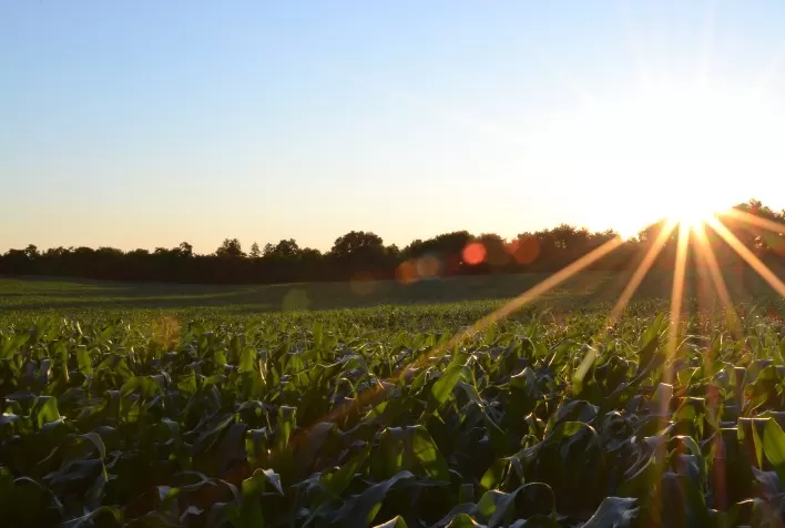 Protetores solares biológicos ajudam lavouras a enfrentar calor extremo e radiação intensa