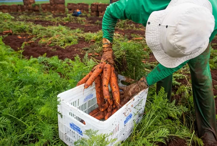Chuvas em Minas Gerais reduzem oferta e impulsionam preço da cenoura no atacado paulista