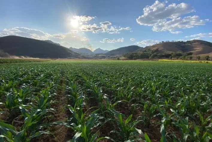 Custos de produção do milho sobem mais de 7% em Mato Grosso, aponta relatório do IMEA