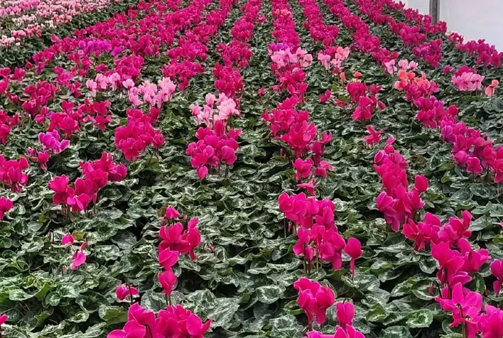 Sequenciamento inédito no Brasil avança no combate à murcha do ciclame e reforça controle de doenças em plantas ornamentais