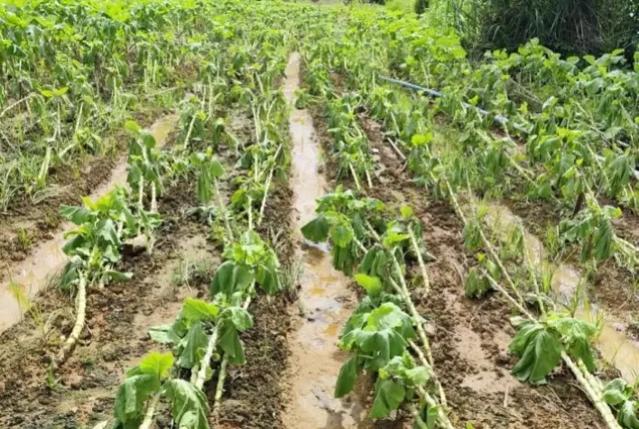 Chuvas causam prejuízos a mais de 400 produtores rurais na Zona da Mata, aponta Emater-MG