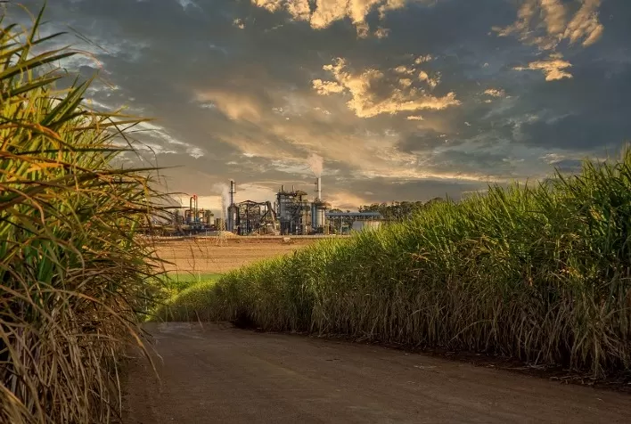Moagem de cana cresce no Norte e Nordeste com alta na produção de etanol e queda no açúcar, aponta NovaBio
