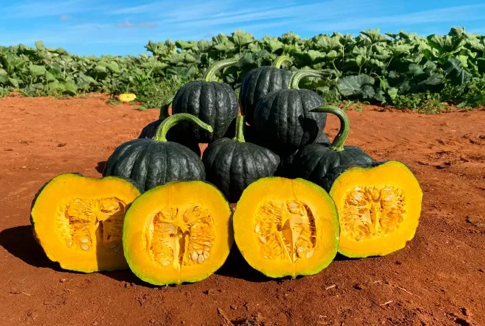 Polinização é desafio central no cultivo da abóbora japonesa Tetsukabuto e exige manejo estratégico