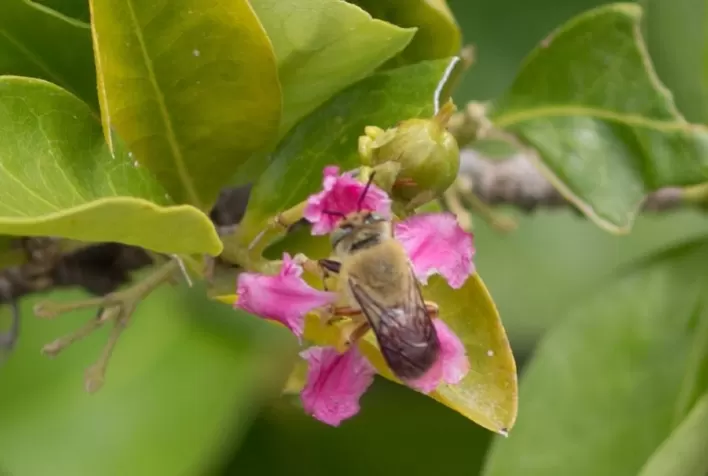 Manejo de abelhas nativas pode aumentar em até 100% a produção de acerola no Semiárido