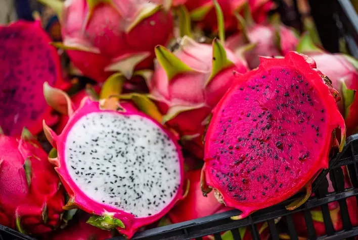 Produção de pitaya cresce no Brasil e ganha força como nova aposta agrícola na Amazônia