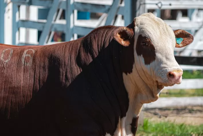 Raças Hereford e Braford avançam no Oeste catarinense e ganham destaque em exposição ranqueada da ABHB