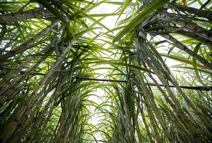 IAC orienta manejo na cana-de-açúcar para elevar produtividade e eficiência agroindustrial