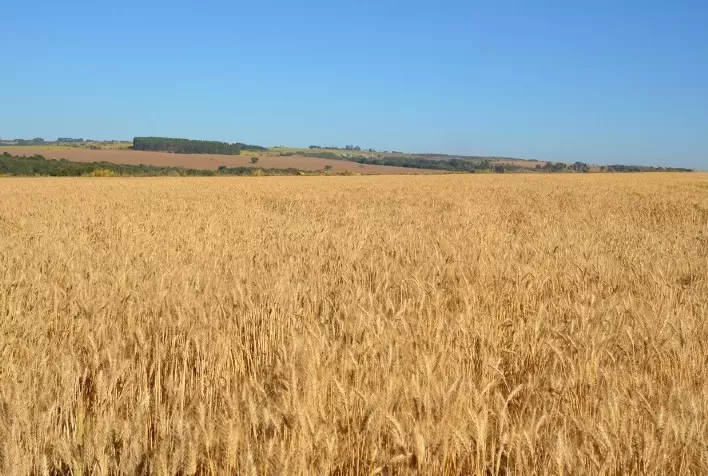 Trigo safrinha no Brasil Central: dicas de plantio, manejo e escolha de cultivares para a safra 2026