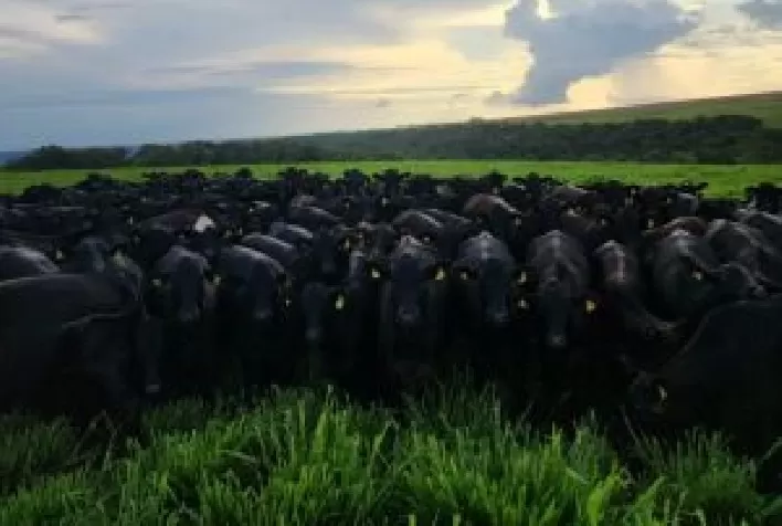Brasileiros mantêm forte consumo de carne bovina, aponta pesquisa nacional
