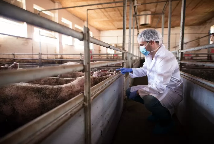Controle de Salmonella se torna prioridade estratégica na produção animal