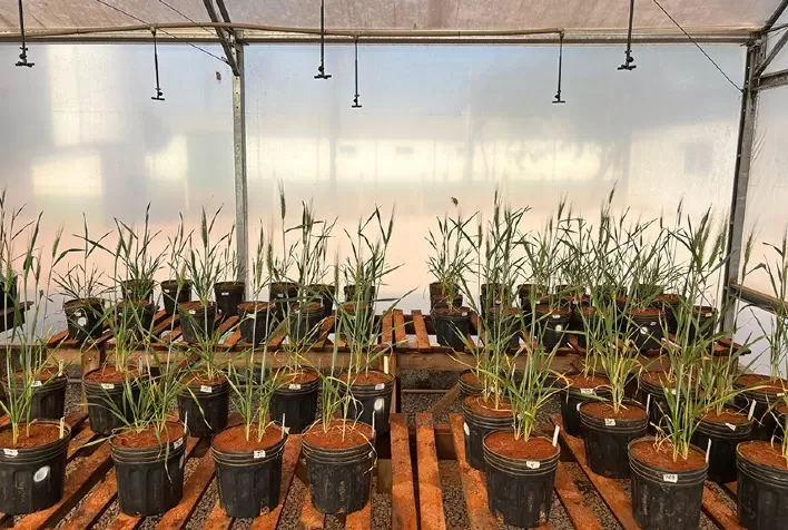 Algas brasileiras mostram potencial como bioestimulante para grãos em condições de seca