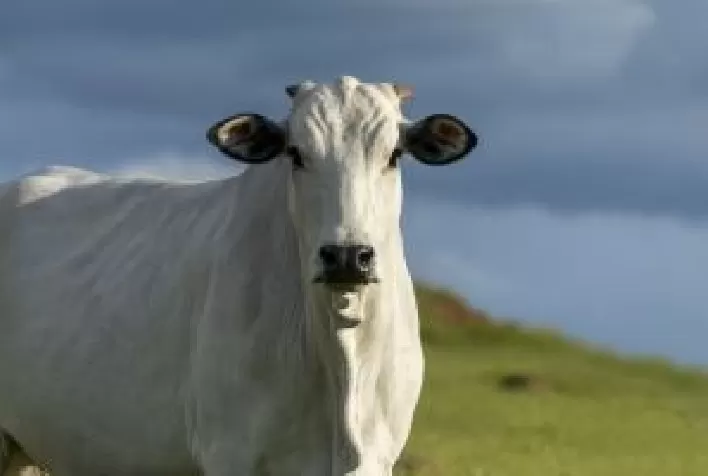 Ectoparasitas reduzem desempenho do rebanho e podem causar bilhões em prejuízos na pecuária