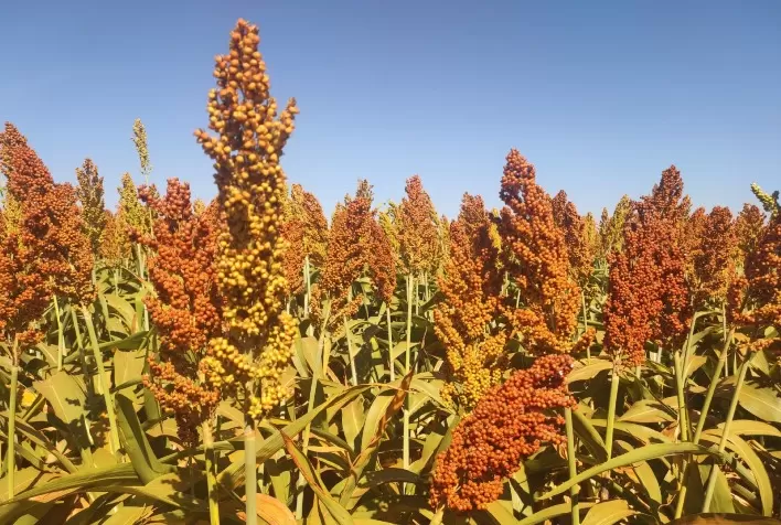 Sorgo ganha espaço no Rio Grande do Sul e pode gerar mais de R$ 2 mil por hectare ao produtor