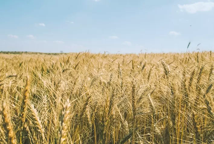 Trigo vive semana de tensão no Brasil enquanto mercado internacional reage com alta em Chicago