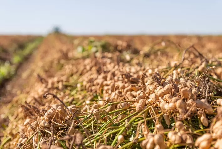 Brasil recebe delegação argentina para intercâmbio técnico na cadeia produtiva do amendoim