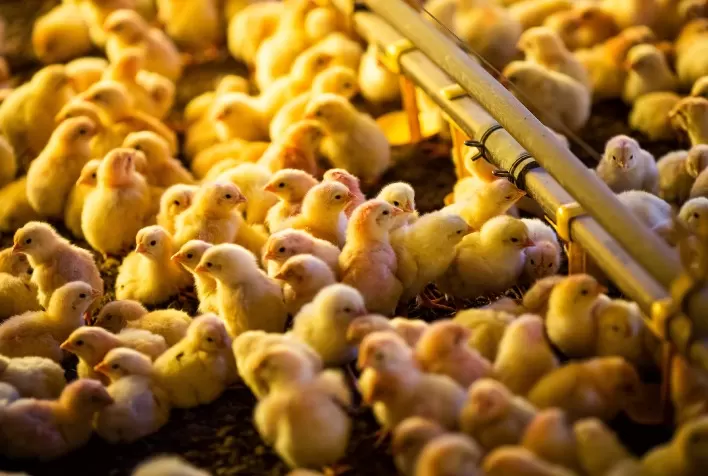 Vacina contra bronquite infecciosa da Phibro ultrapassa 10 bilhões de doses aplicadas na avicultura brasileira