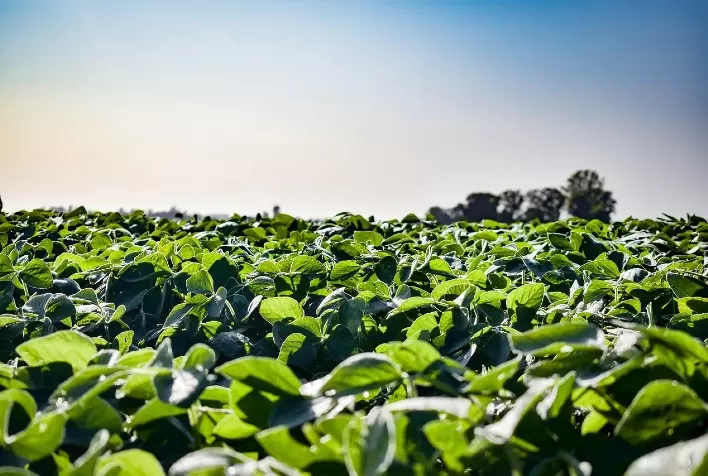 De Sangosse lança no Brasil solução biológica bivalente para controle de nematoides e fungos de solo