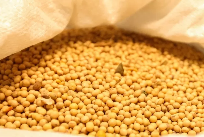 Produção de grãos do Paraná cresce e deve atingir 22,3 milhões de toneladas em 2026, aponta IBGE