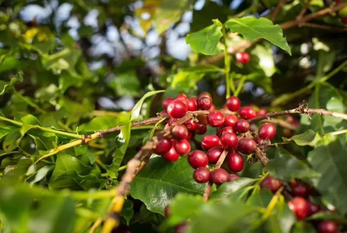 Cafeicultura de Goiás avança e VBP deve atingir R$ 827,9 milhões em 2026