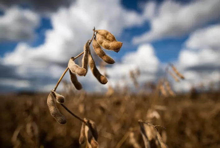 Clima impacta produtividade da soja em Mato Grosso do Sul na safra 2025/26, aponta Conab