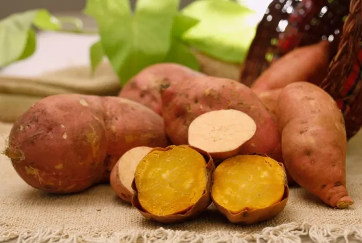 Embrapa lança batata-doce biofortificada com alta produtividade e resistência