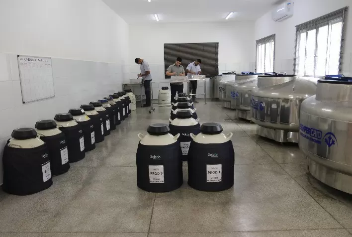 Seleon projeta novo recorde na produção de sêmen bovino em 2026