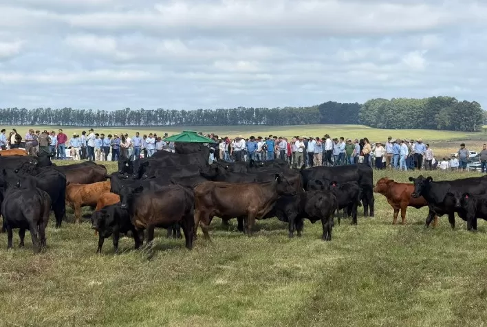 Brangus do Brasil vive momento de expansão e impulsiona mercado de genética no primeiro semestre