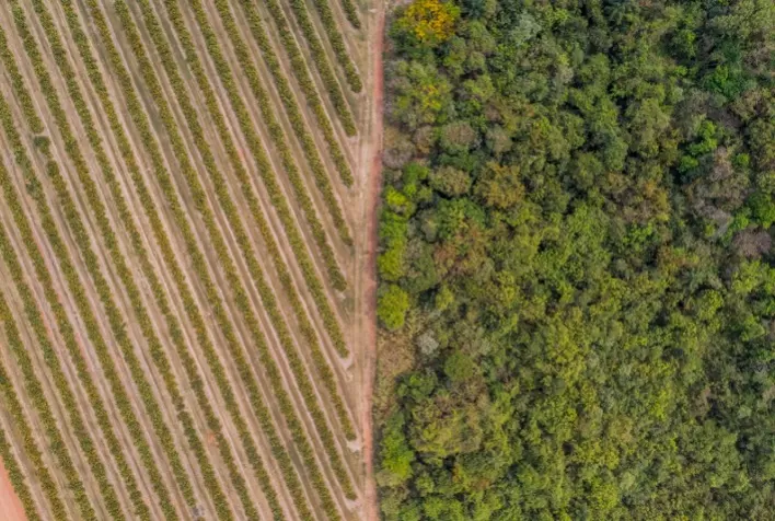 Citrosuco mantém selo Ouro da EcoVadis e avança em estratégia ESG global