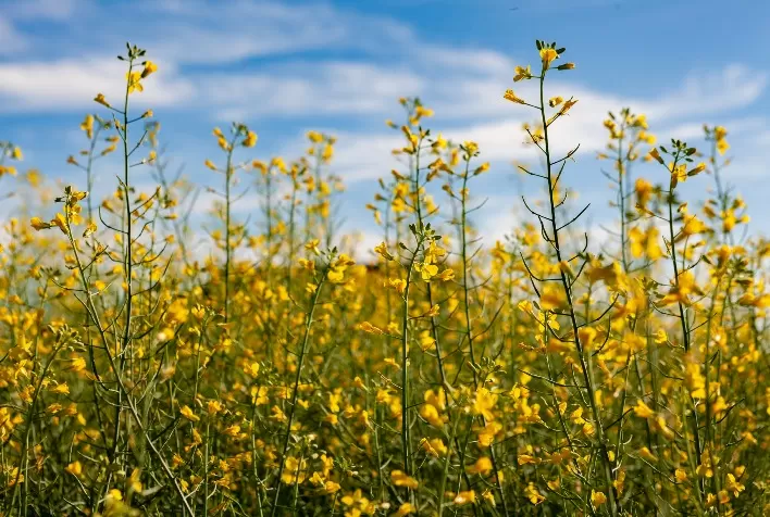 Canola avança no Brasil e se consolida como alternativa estratégica de renda no campo