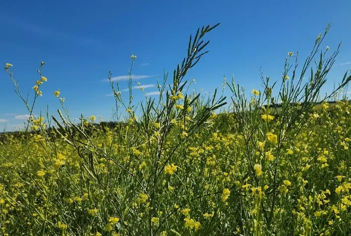 MAPA libera primeiros agroquímicos para carinata e impulsiona avanço da cultura no Brasil