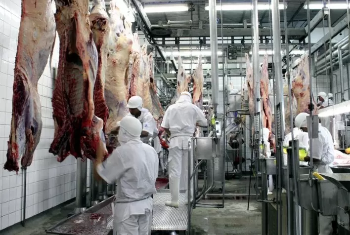 Abate recorde de fêmeas impulsiona valorização da reposição de bois no Brasil