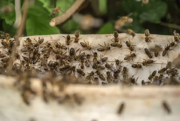Colmeia Viva fortalece integração entre agricultura e apicultura com foco em sustentabilidade e tecnologia