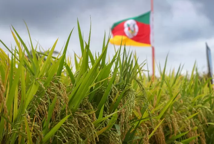 Safra de arroz no RS avança com boa qualidade, apesar de desafios climáticos e operacionais