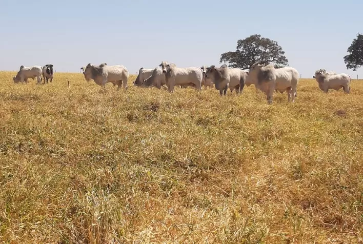 Rabobank e Fundo AGRI3 lançam Renova Pasto 2.0 para ampliar crédito sustentável no agro