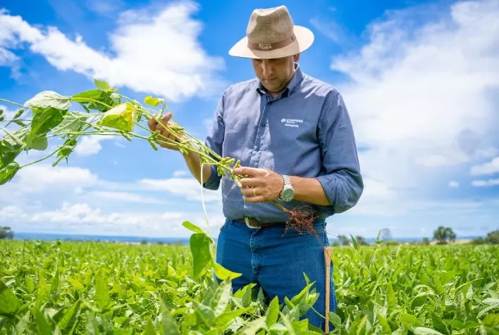 Manejo biológico na soja impulsiona produtividade da safrinha de milho com mais nitrogênio