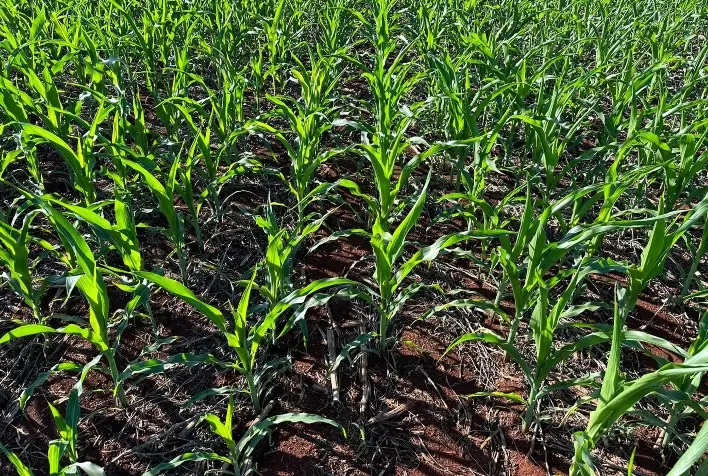Bioinseticidas ampliam controle de pragas no milho em até 58,8%, aponta Cogny