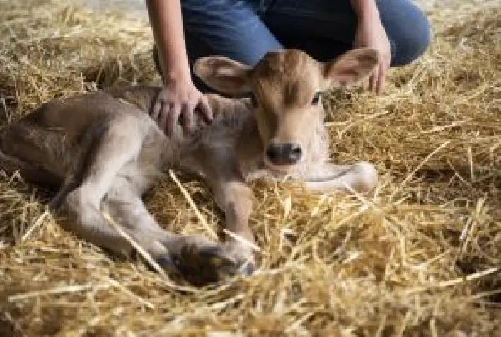 Manejo do Bezerro do Nascimento ao Pré-Desmame é Crucial para Reduzir Mortalidade e Garantir Produtividade