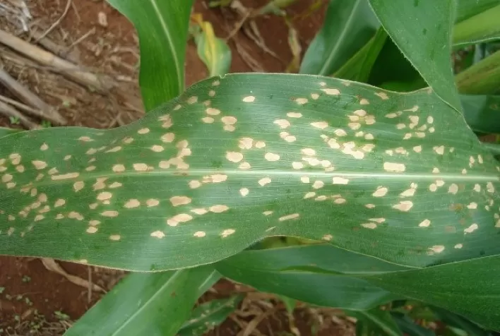 Mancha-branca avança no milho do Sul do Brasil e alerta produtores para risco de perda de produtividade