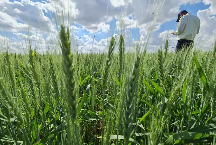 Plataforma “Trigo no Brasil” consolida dados da cadeia produtiva do cereal