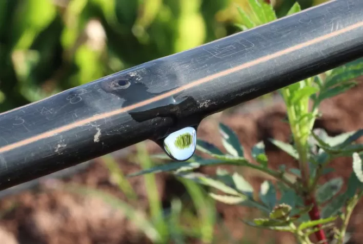 Irrigação por gotejamento acessível impulsiona produtividade da agricultura familiar no Brasil