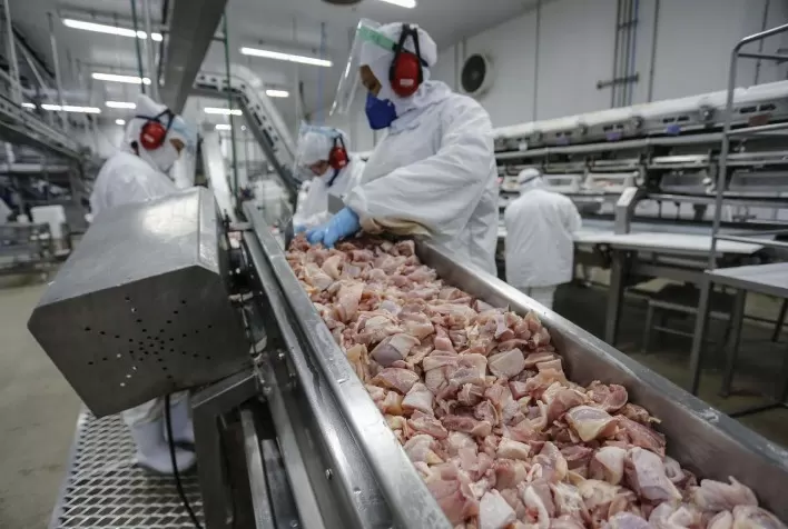 Mercado de frango segue pressionado: preços estáveis no vivo e queda no atacado