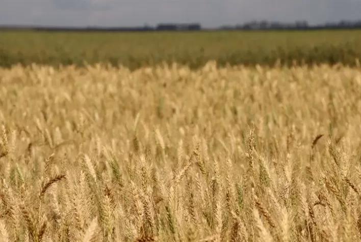 Crise global pressiona cadeia do trigo no Brasil e acende alerta sobre preços de alimentos