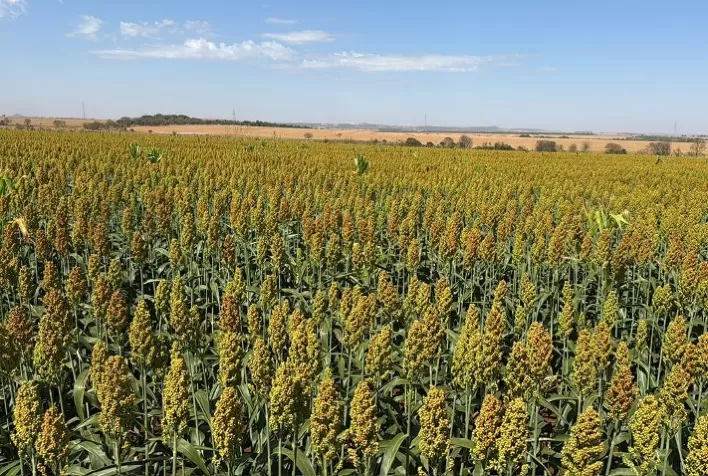 Sorgo ganha espaço no Brasil e se consolida como alternativa estratégica ao milho na safrinha