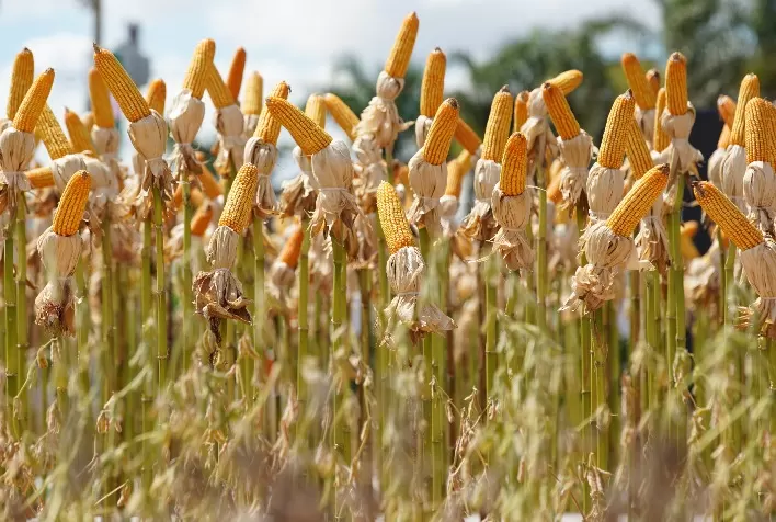 Tecnoshow COMIGO 2026 lança Pavilhão de Tecnologia e amplia foco em inovação no agronegócio