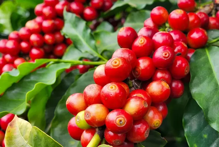 Safra recorde de café em 2026 reforça importância do manejo de plantas daninhas
