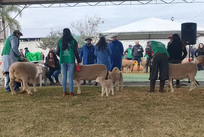Fenovinos 2026 será realizada em Esteio e terá foco na integração das cadeias da pecuária
