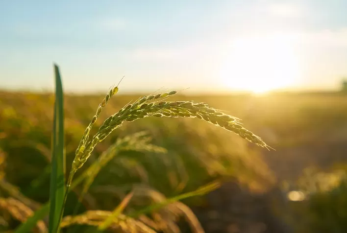 Silício ganha protagonismo na agricultura e fortalece lavouras contra estresses climáticos
